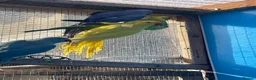 Ringnecks birds for sale: Indian Ringneck - Advert 3
