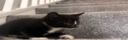 Mixed Breed cats for sale: Gorgeous kittens for sale  - Advert 8
