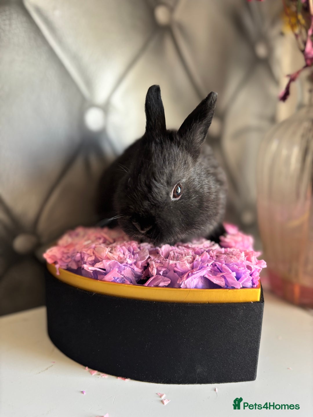 Netherland Dwarf rabbits for sale: Bucks for rehoming*Netherland dwarfs 5* homes - Advert 6