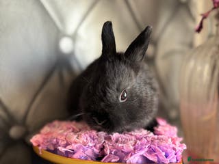 Netherland Dwarf rabbits Self black buck Netherland dwarfs 5* homes - Advert 6