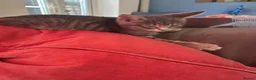 Mixed Breed cats for sale: Silver/grey tabby female - Advert 3
