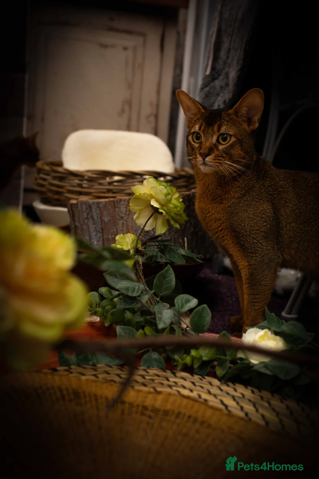 Abyssinian cats for stud: Stud Abyssinian TICA Registered in Corby - Advert 6
