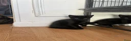 Mixed Breed cats for sale: Kittens for sale  - Advert 5