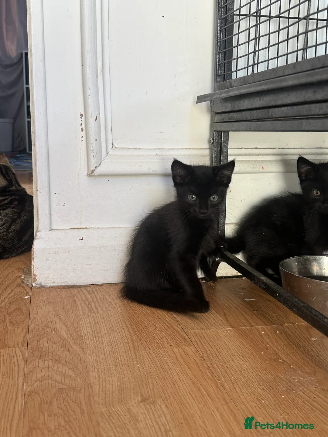 Mixed Breed cats for sale: Kittens for sale  - Advert 5