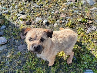Border Terrier dogs - Advert 1