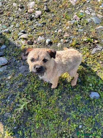 Border Terrier dogs - Advert 1