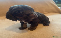 Cocker Spaniel dogs for sale: Cocker Spaniel Pups - Image 14