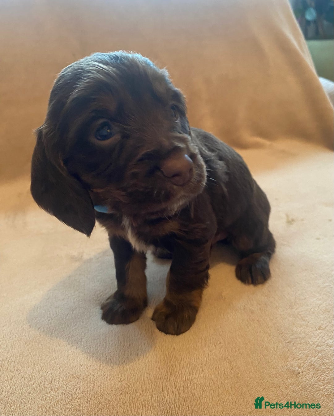 Cocker Spaniel dogs for sale: Cocker Spaniel Pups - Image 14