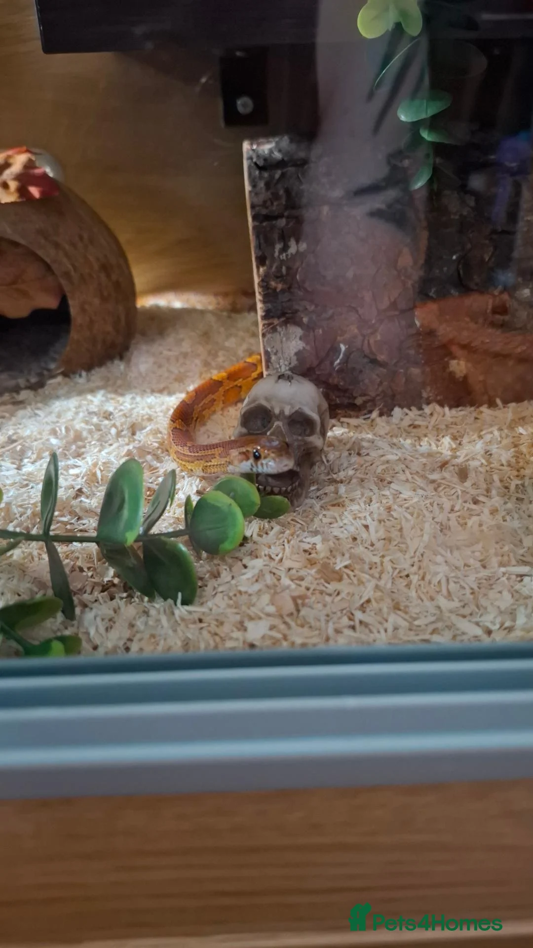 Snake reptiles for sale: Corn snake - Advert 2