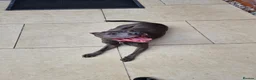 Staffordshire Bull Terrier dogs for sale: Gorgeous Blue Staffi needs a new home - Advert 6