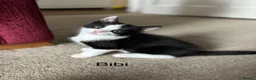 Mixed Breed cats for sale: Adorabile black and white kittens in Southampton - Advert 4