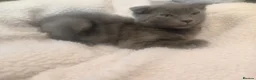 Russian Blue cats for sale: Russian blue Scottish fold mix stunning breed  - Advert 11