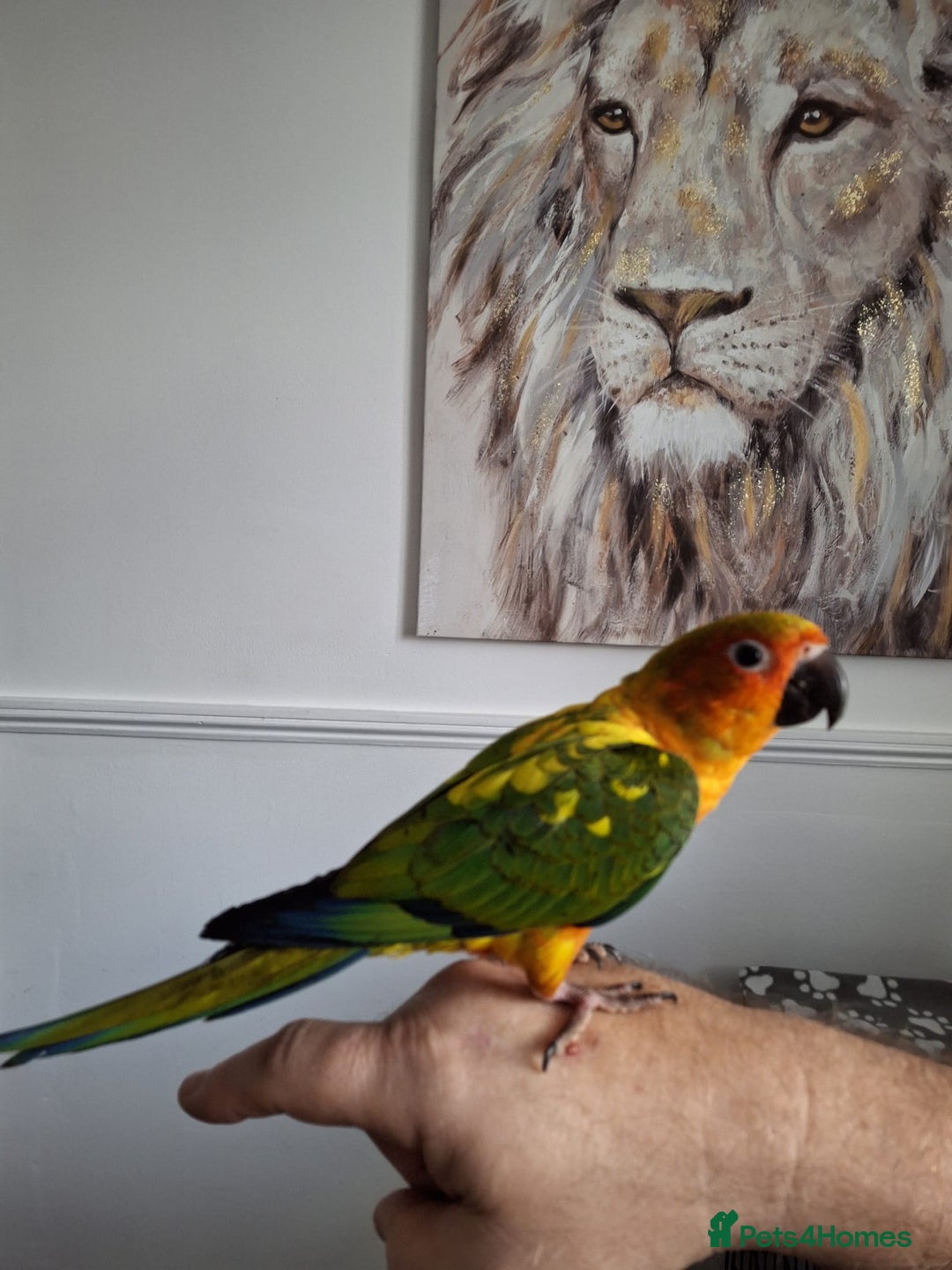 Conures birds for sale: Mango Conure - Advert 5