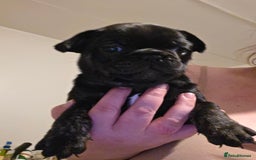 Frug dogs for sale: 5 week old frugs - Image 2