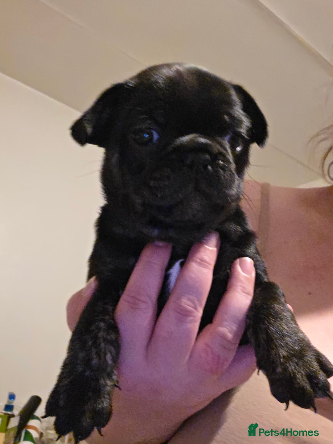 Frug dogs for sale: 5 week old frugs - Image 2