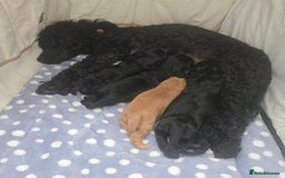 Cavapoo dogs for sale: Teddy bear F1 caverpoos  - Image 9