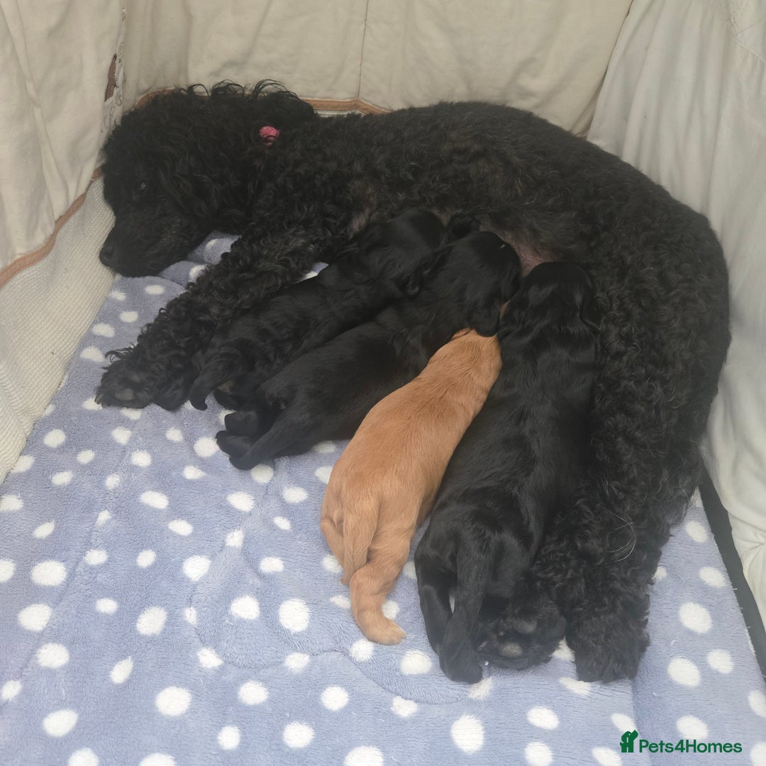 Cavapoo dogs for sale: Teddy bear F1 caverpoos  - Image 9