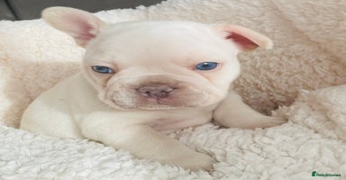 French Bulldog dogs KC registered French Bulldog Puppies - Advert 5