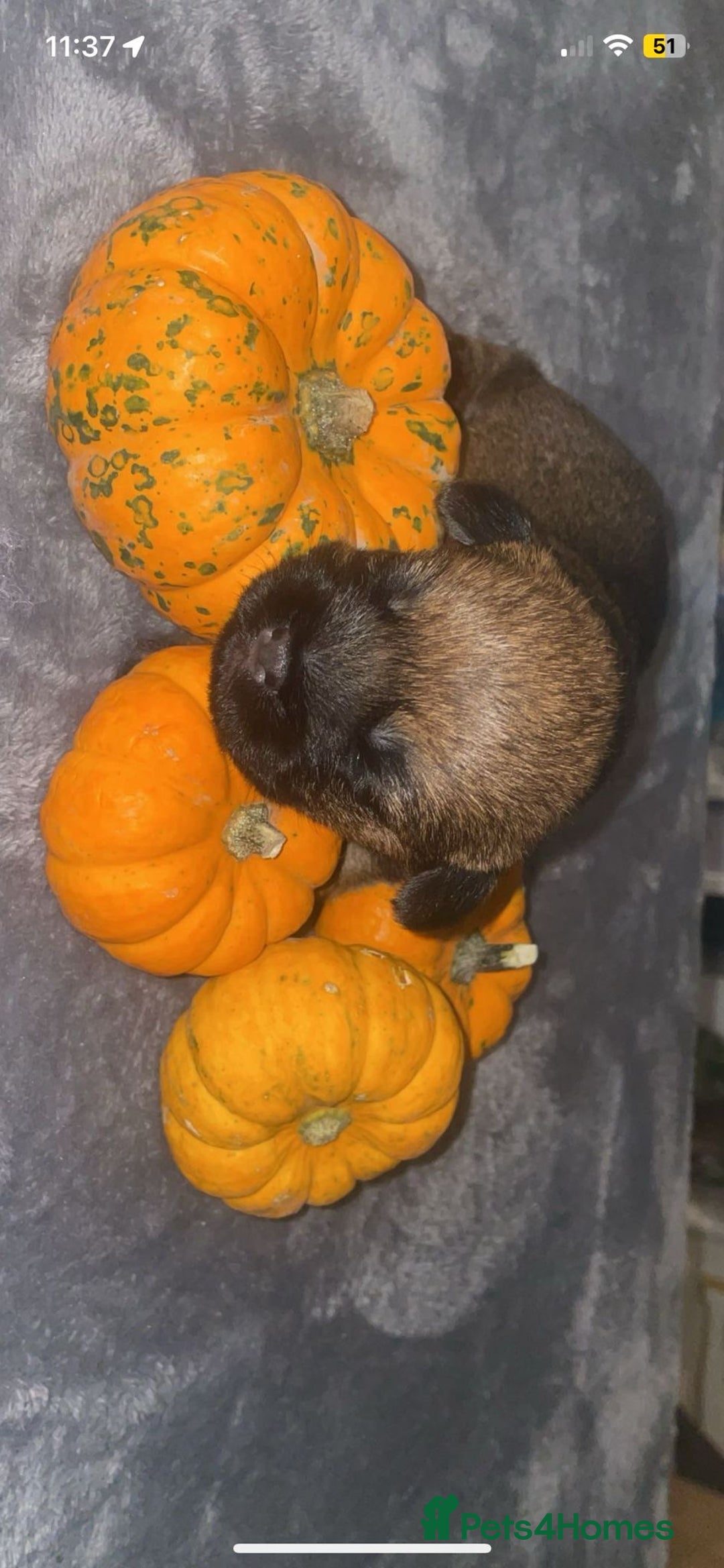 Border Terrier dogs for sale: Border Terrier Pup Family Man’s Best Friend - Advert 5