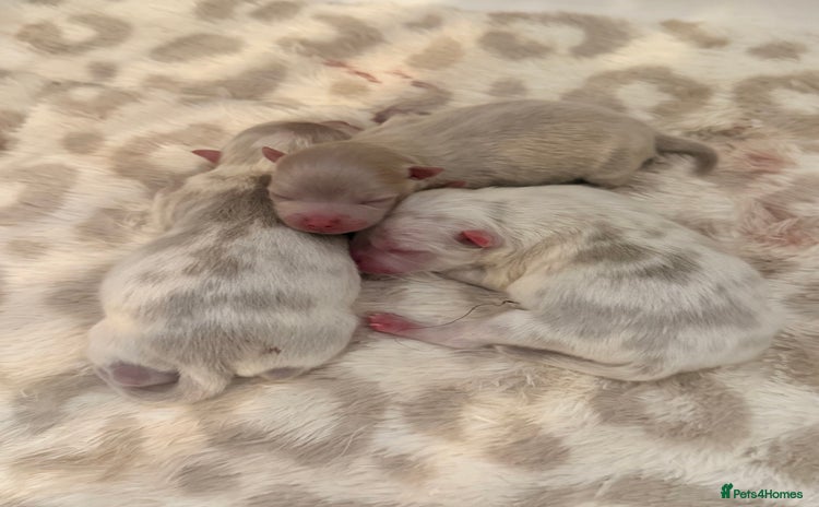 Pomeranian dogs ✨Exlusive Pomeranian -Paris•Vienna•Rome✨ - Advert 4