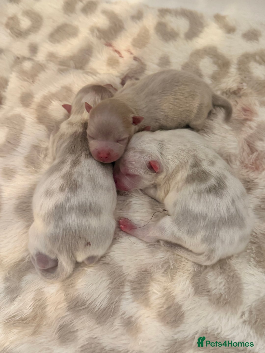 Pomeranian dogs for sale: Small & Fluffy Pomeranian Puppies Ready to Reserve - Advert 1