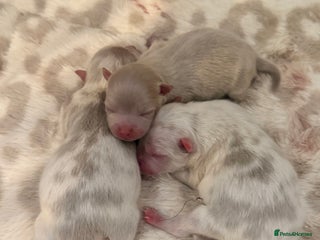 Pomeranian dogs ✨Exlusive Pomeranian -Paris•Vienna•Rome✨ - Advert 3