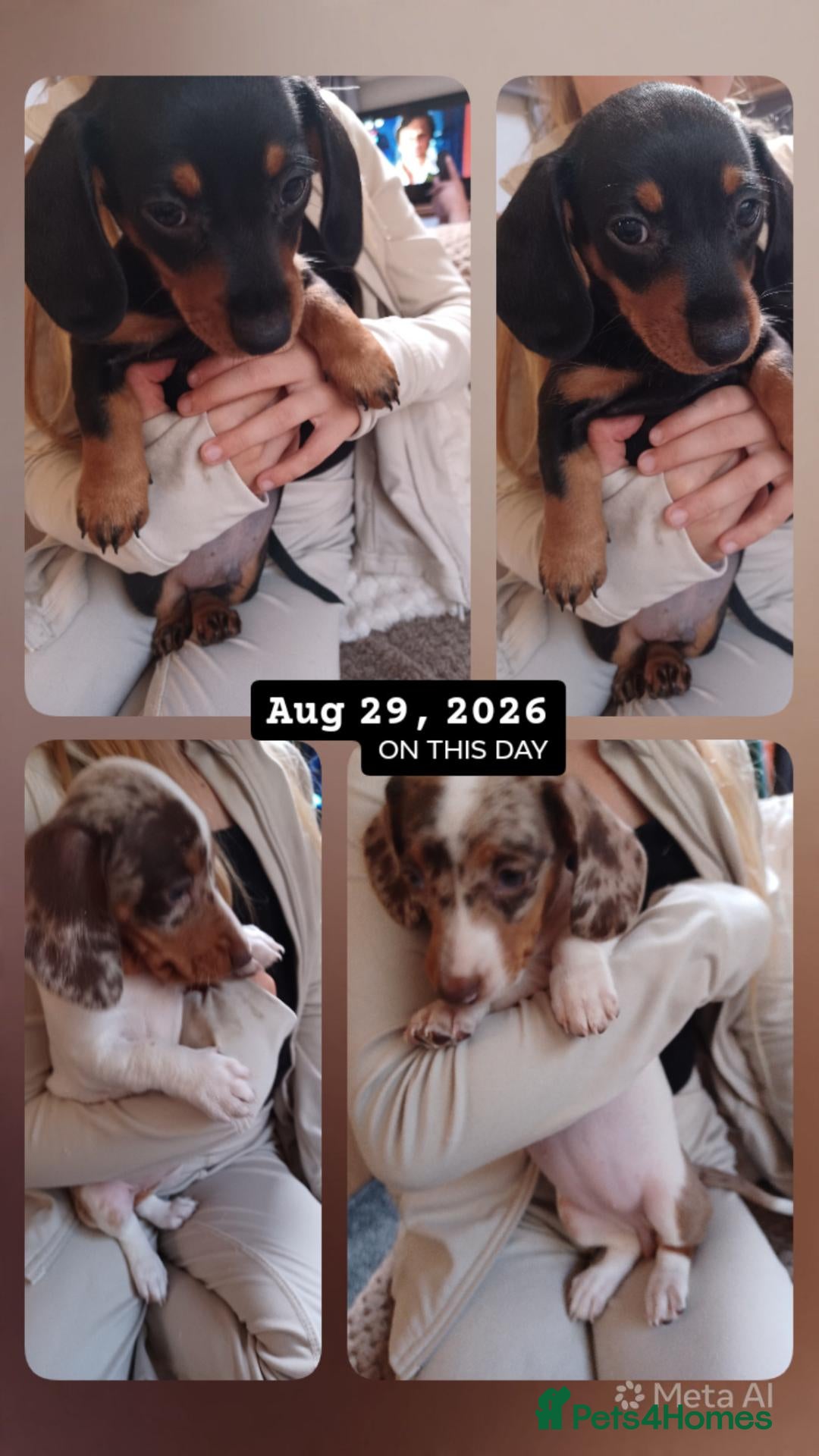 Dachshund dogs Last 2 remaining boy & girl mini dashuand puppies  - Advert 2