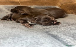Cocker Spaniel dogs for sale: 2 Gorgeous Chocolate Cocker Dog Pups For Sale! - Image 1