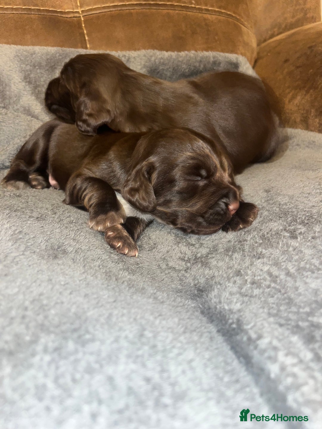 Cocker Spaniel dogs for sale: 2 Gorgeous Chocolate Cocker Dog Pups For Sale! - Image 1