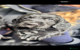 Cocker Spaniel dogs for sale: Working cocker spaniels  - Advert 2