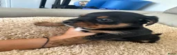 Mixed Breed dogs for sale: Dachshund puppies  in Birmingham - Advert 14
