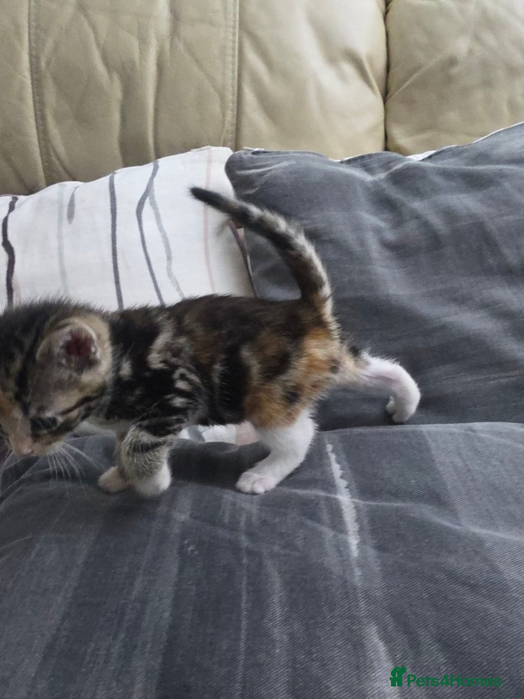 British Shorthair cats for sale: Rare ginger females. 1 male. British shorthair - Advert 12