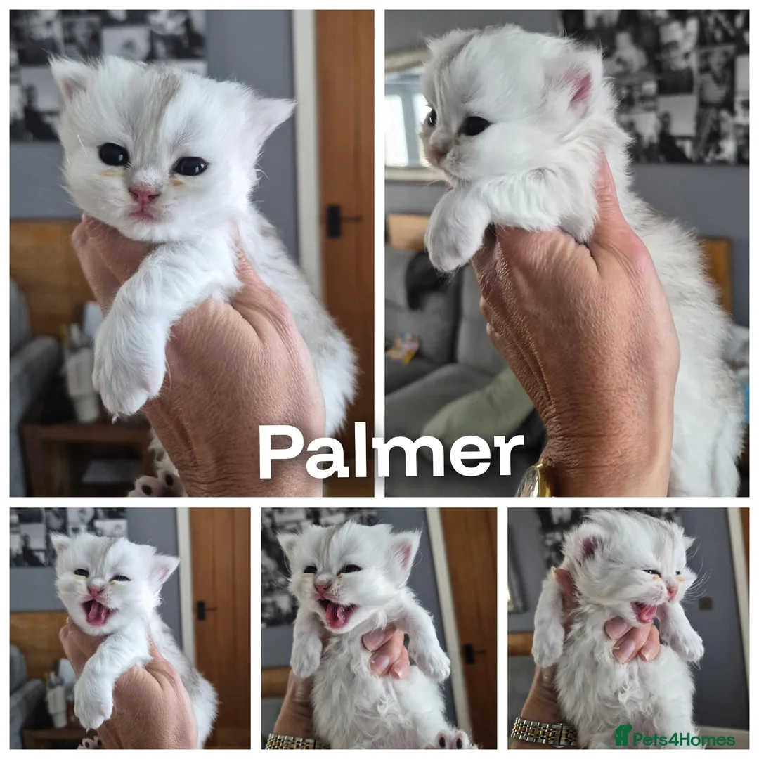 British Longhair cats for sale: Registered Black tipped girls - Advert 1