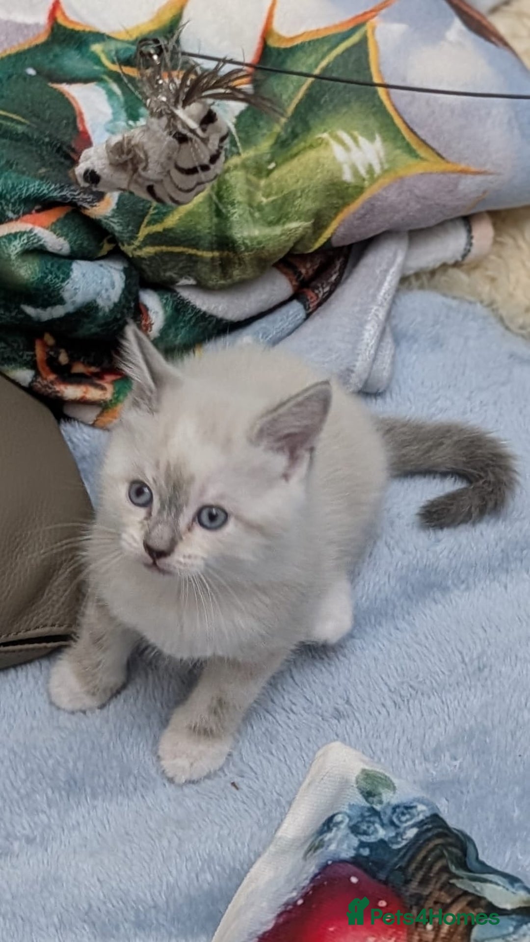 European cats for sale: 4 beautiful kittens for sale - Advert 22