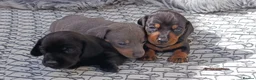 Miniature Dachshund dogs for sale: QUALITY MINIATURE DAXI KC REG PRA CLR - Advert 1