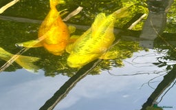 Koi Carp fish for sale: Koi for sale - Image 12