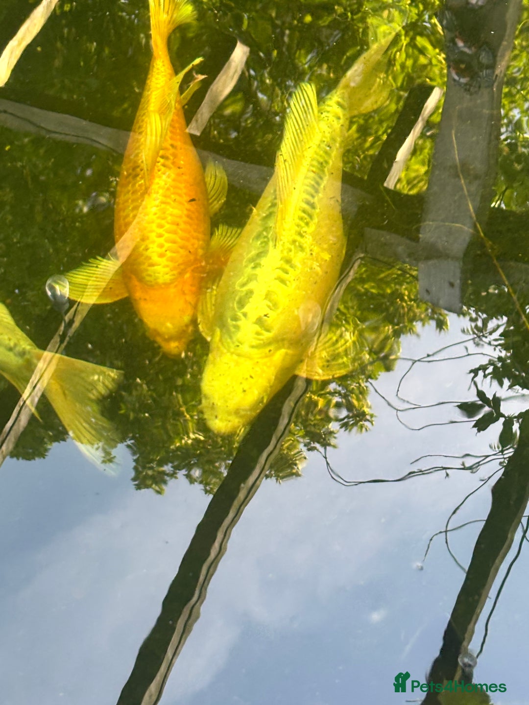 Koi Carp fish for sale: Koi for sale - Image 12