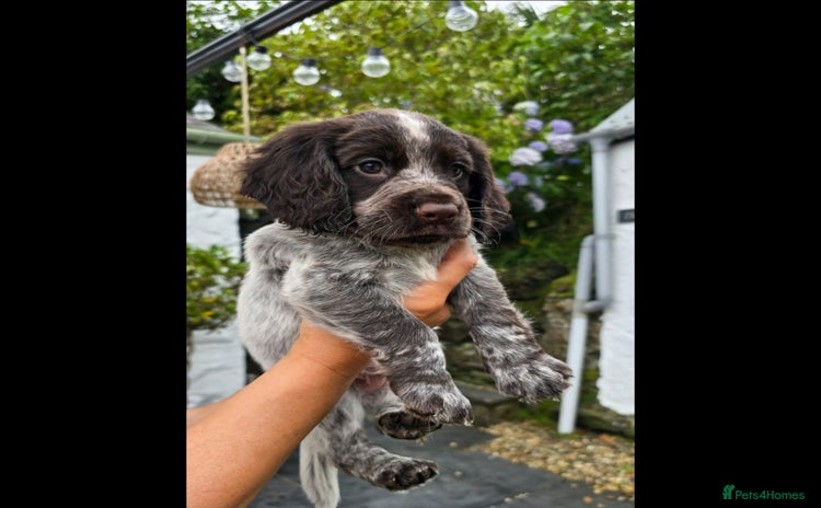 Cocker Spaniel dogs - Advert 2