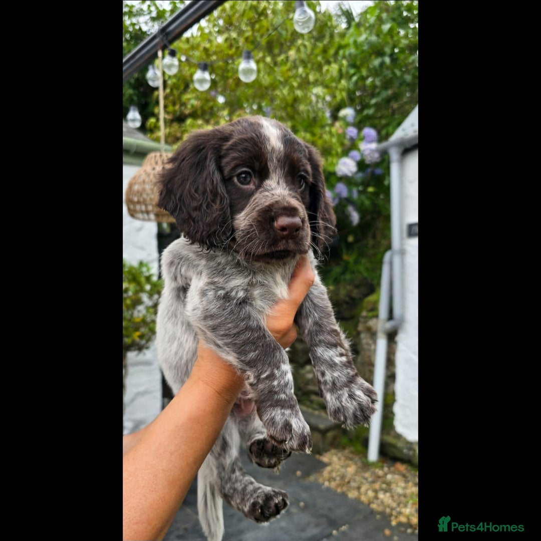Cocker Spaniel dogs for sale: 4th Generation, Working Cocker Spaniel Puppies  🩵 - Image 1