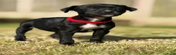 Mixed Breed dogs for sale: Staffy cross Spreagle - Advert 1