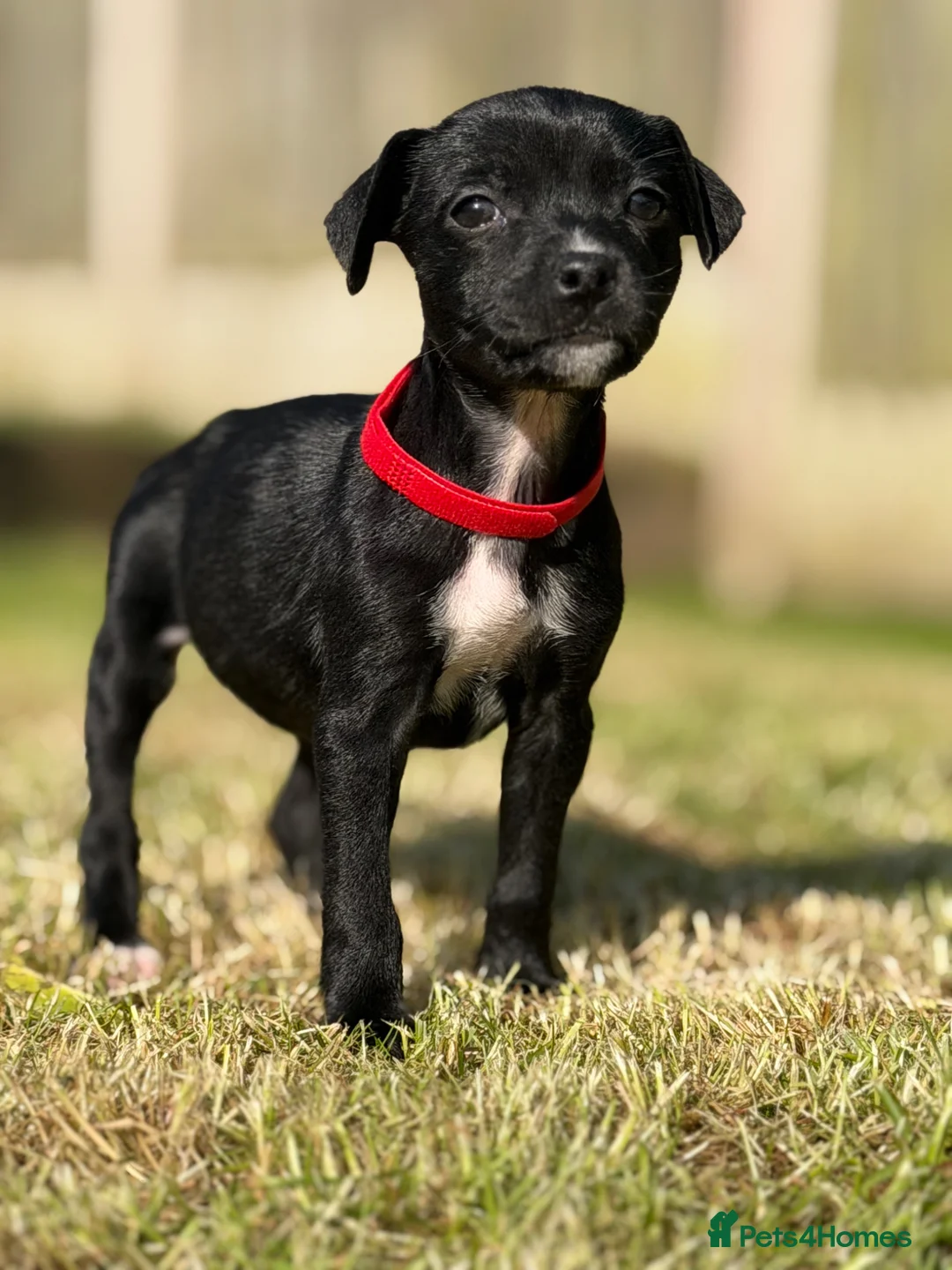 Mixed Breed dogs for sale: Staffy cross Spreagle - Advert 1