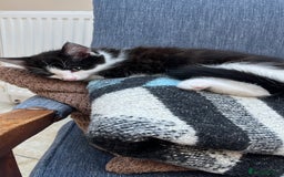 Domestic Shorthair cats for sale: Kittens Black and white gorgeous markings - Image 2