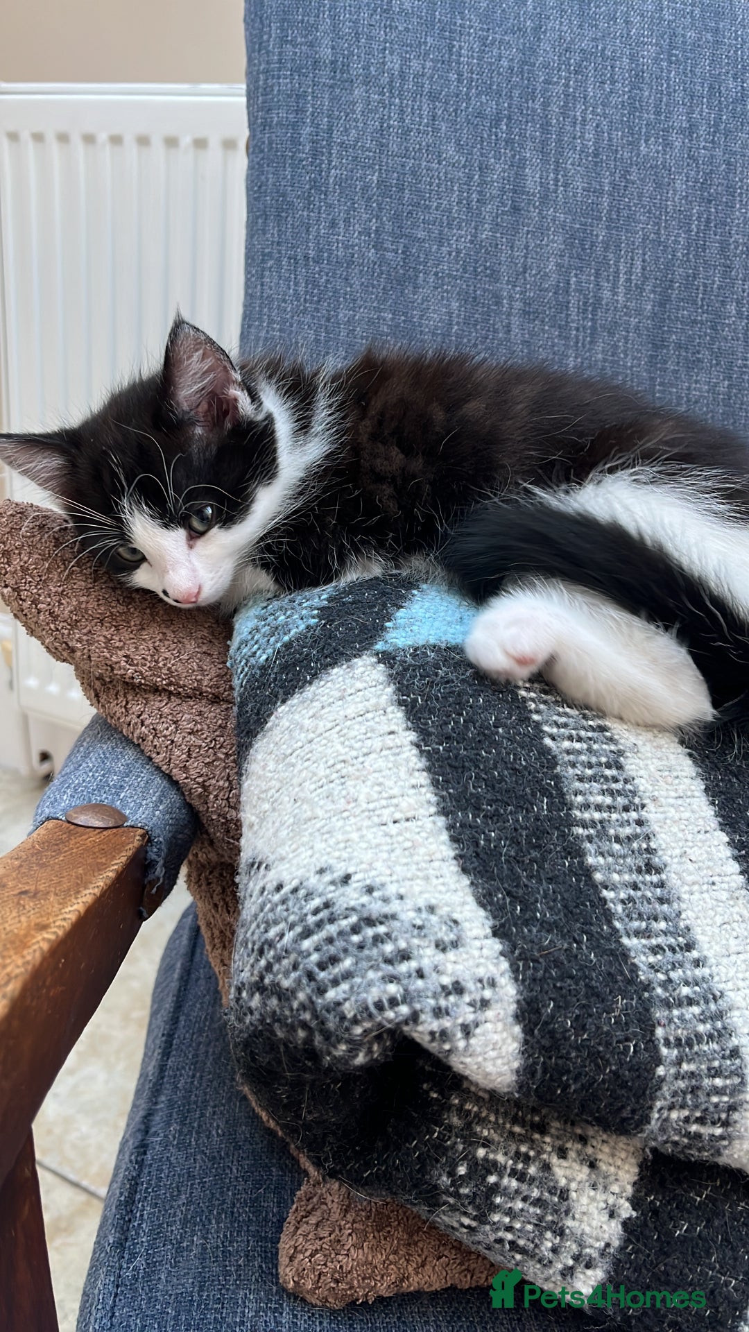 Domestic Shorthair cats for sale: Kittens Black and white gorgeous markings - Image 2