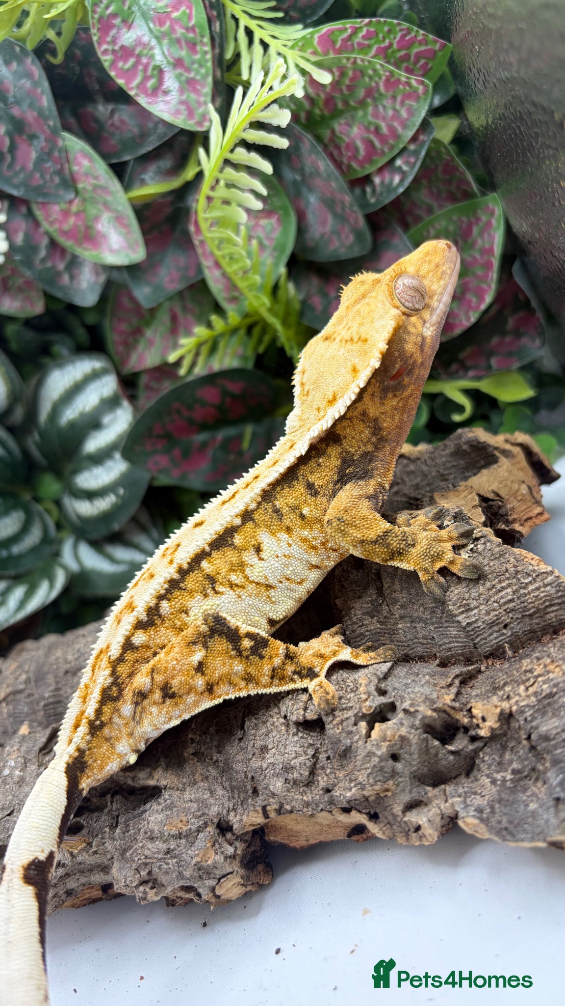 Gecko reptiles Female Crested gecko - Advert 14