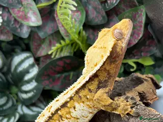 Gecko reptiles Female Crested gecko - Advert 14