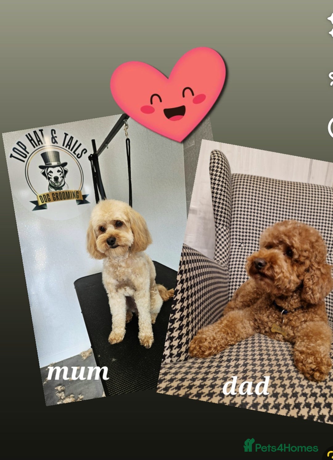 Cavapoo dogs for sale: Adorable mini Cavapoo puppies F1bb - Advert 3