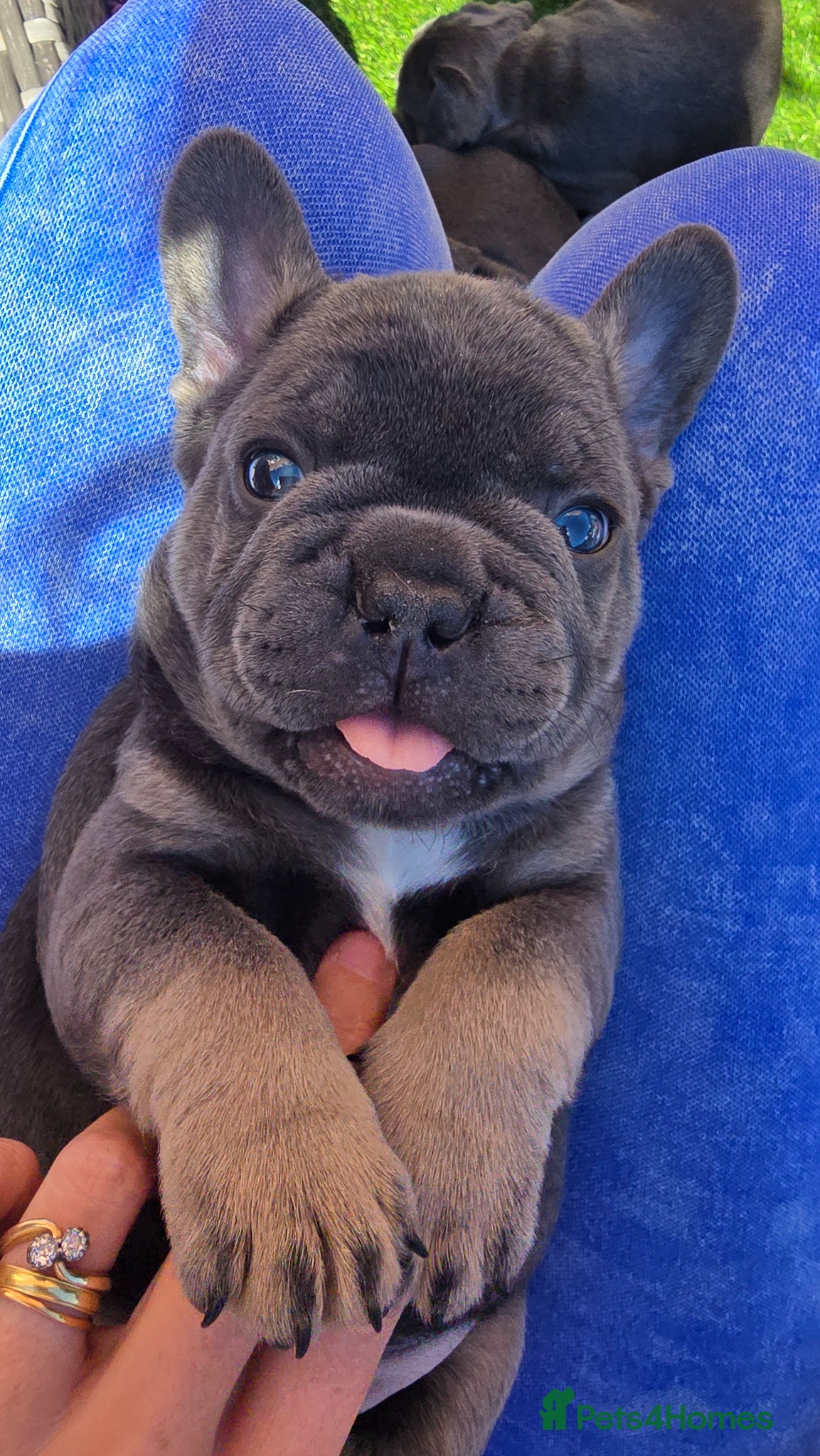 French Bulldog dogs 💙 stunning DWKC frenchie pups 💙  - Advert 15