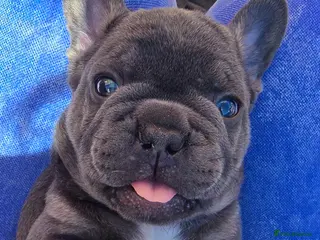 French Bulldog dogs 💙 stunning DWKC frenchie pups 💙 - Advert 15