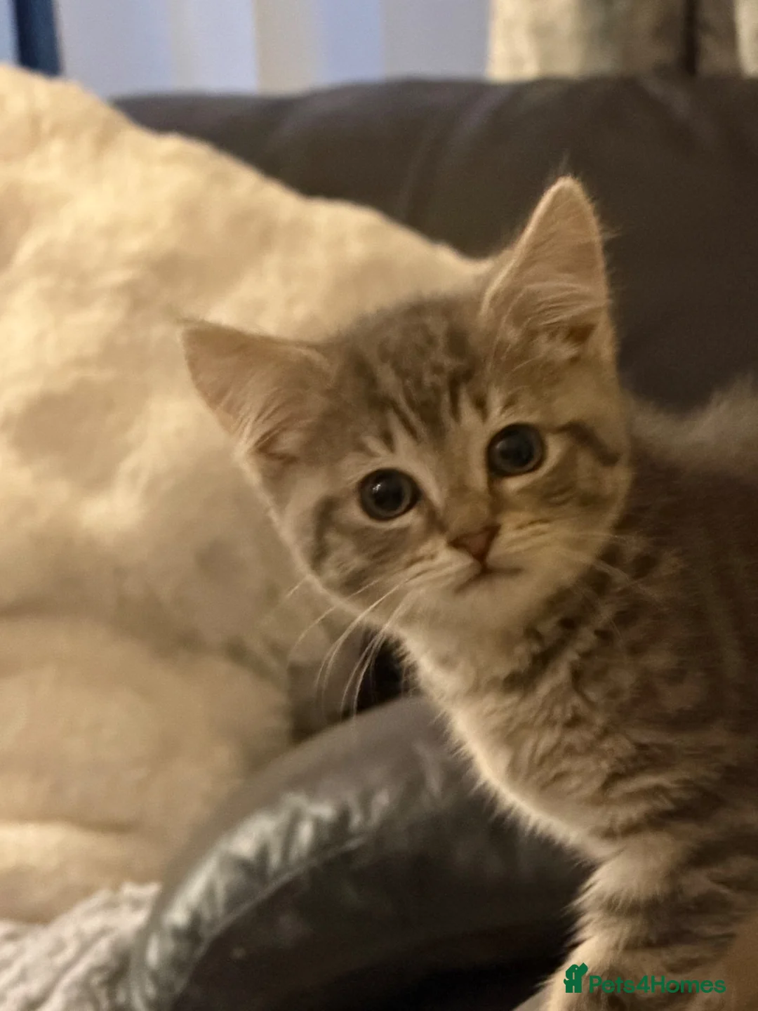 British Shorthair cats for sale: British shorthair cross bengal - Advert 1