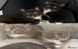 Ragdoll cats for sale: Lovely, healthy, playful, ragdoll cross kittens - Image 6